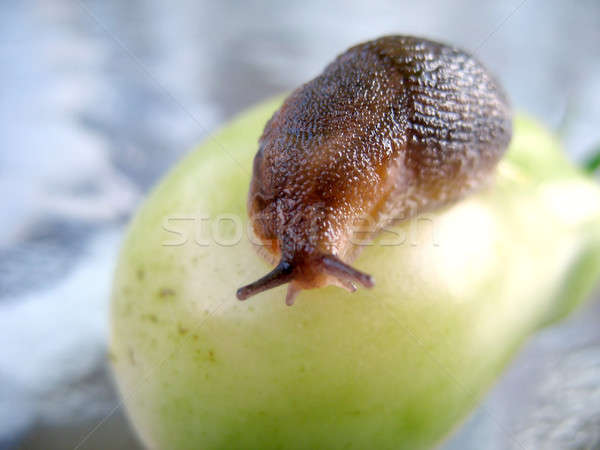 Big Slug Stock photo © ArenaCreative