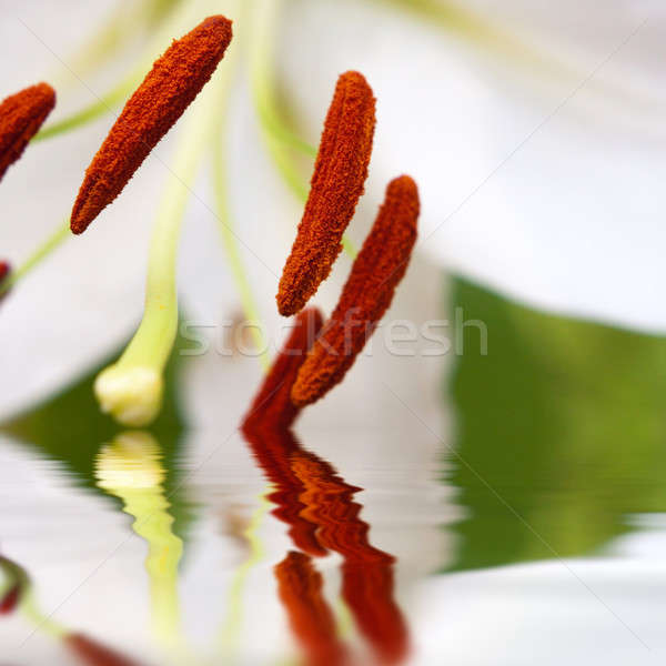 White Lily Macro Stock photo © ArenaCreative