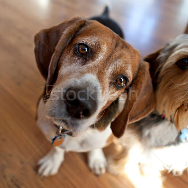 Beagle głowie cute psa posiedzenia w dół Zdjęcia stock © ArenaCreative