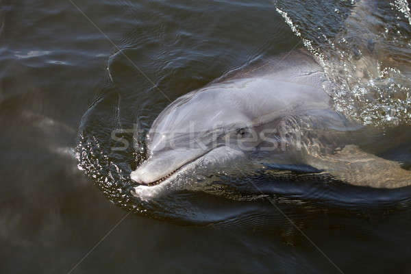 Stock photo: Beggar the Wild Florida Dolphin