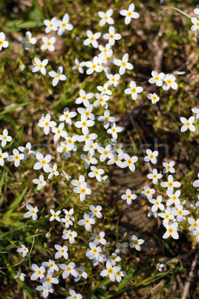 Pretty Wild Flowers Stock photo © ArenaCreative