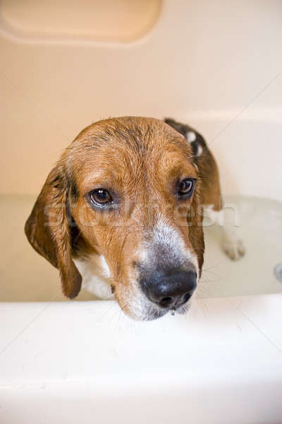 Beagle cane vasca da bagno seduta Foto d'archivio © ArenaCreative
