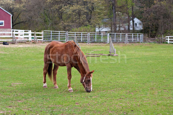 Brown Horse Grazing Stock photo © ArenaCreative