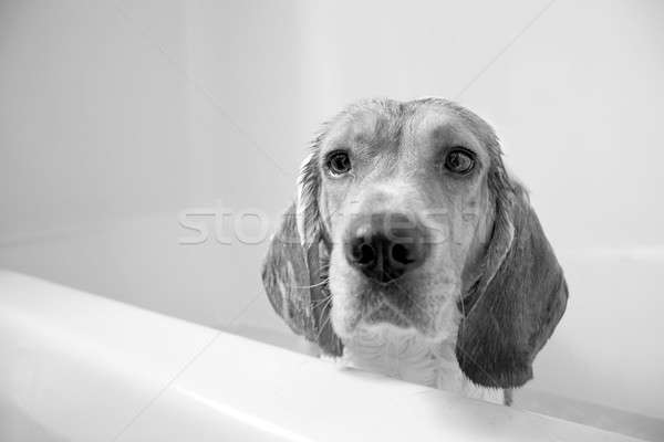 Beagle Bath Time Stock photo © ArenaCreative