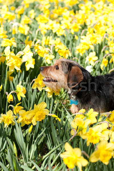 Dog In the Flowers Stock photo © ArenaCreative