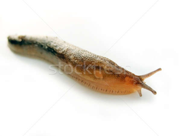 garden slug Stock photo © ArenaCreative