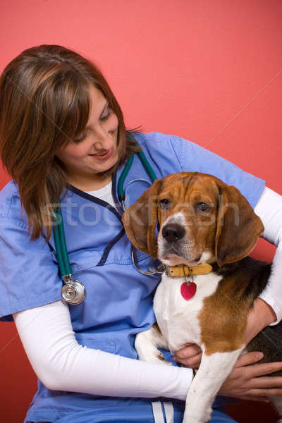 Vétérinaire vétérinaire sur Beagle chien femme [[stock_photo]] © ArenaCreative