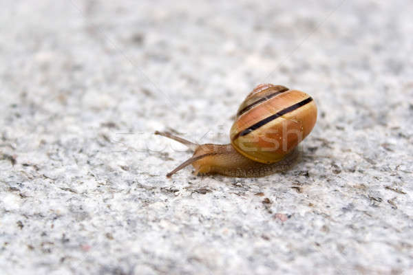 Sea Snail Stock photo © ArenaCreative