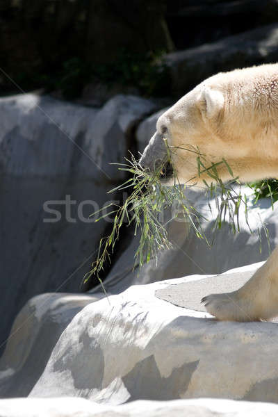 Ijsbeer bamboe tak mond sneeuw Stockfoto © ArenaCreative