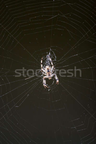 Spider Stock photo © ArenaCreative