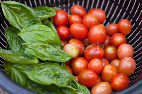 Fresh Picked Grape Tomatoes and Green Basil Stock photo © ArenaCreative