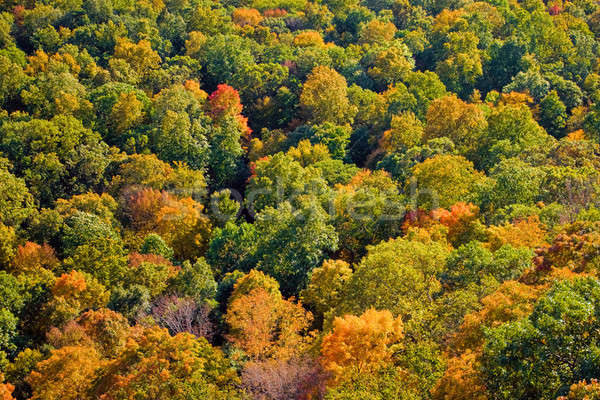 New England Fall Foliage Stock photo © ArenaCreative