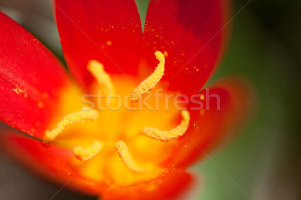 Stock photo: Red Tulip Flower