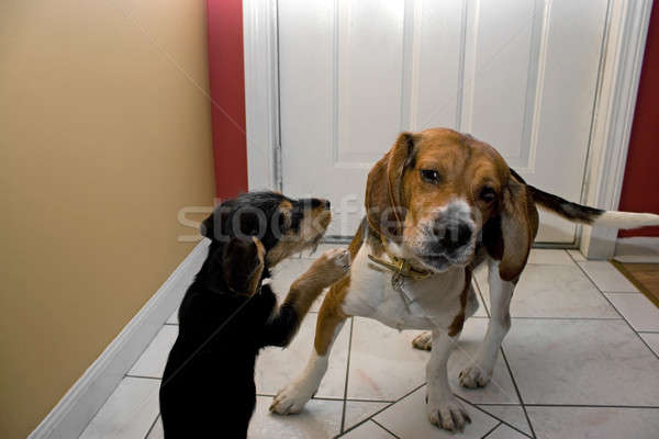 Two Dogs Playing Stock photo © ArenaCreative