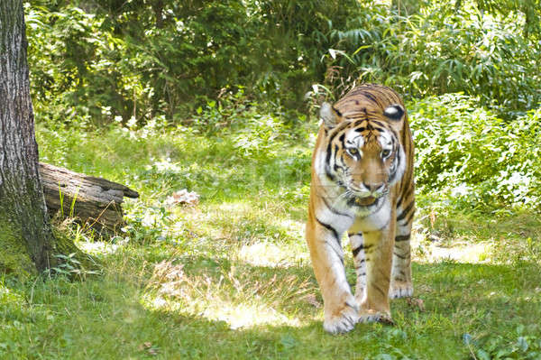Prowling Tiger Stock photo © ArenaCreative