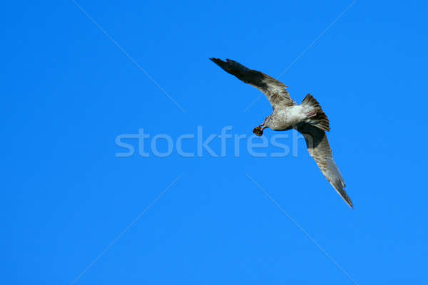 Seagull Flying Stock photo © ArenaCreative