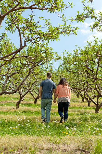 Couple Walking Through Apple Orchard Stock photo © ArenaCreative
