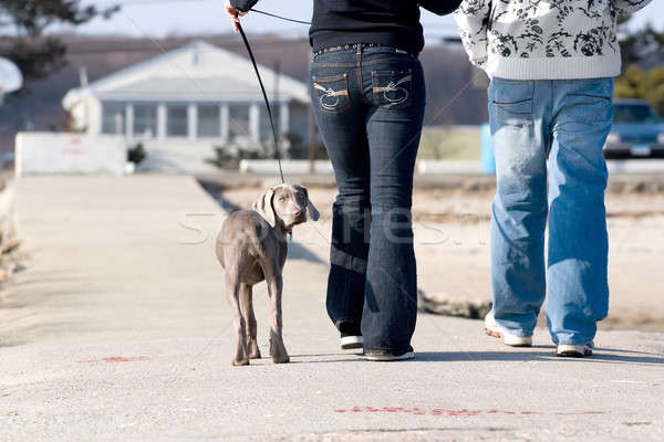 Walking the Dog Stock photo © ArenaCreative