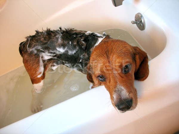 dog bath Stock photo © ArenaCreative
