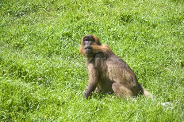 бабуин обезьяны зеленый области дерево лице Сток-фото © ArenaCreative