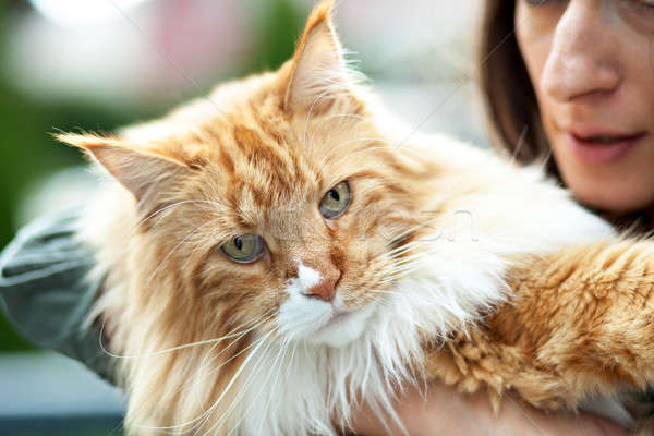 Stock photo: Maine Coon Cat Owner