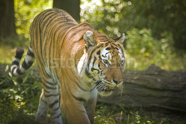 Tiger Stock photo © ArenaCreative