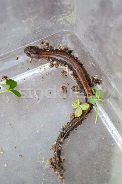 Salamander Stock photo © ArenaCreative