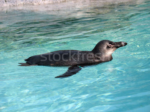 Penguin Swimming Stock photo © ArenaCreative