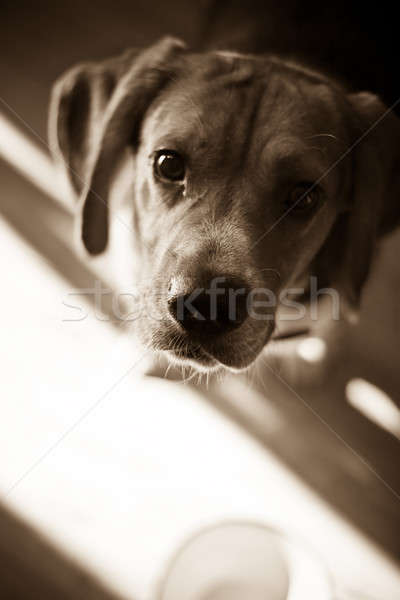 Głodny beagle młodych psa żywności stałego Zdjęcia stock © ArenaCreative