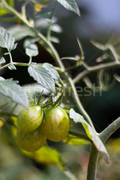 Stock photo: Grape Tomatoes On the Vine