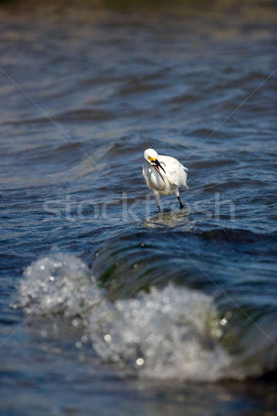 食べ 魚 白 鳥 狩猟 海 ストックフォト © ArenaCreative