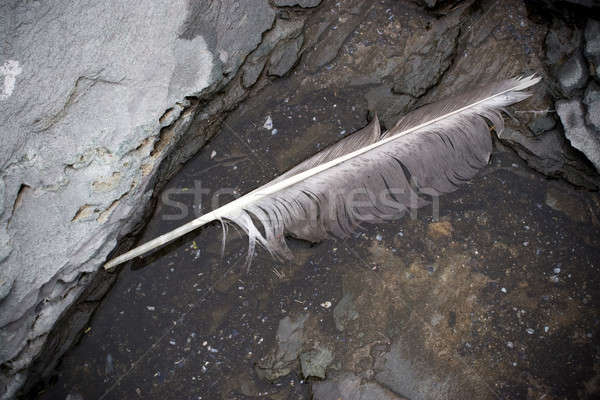 Seagull Feather Stock photo © ArenaCreative