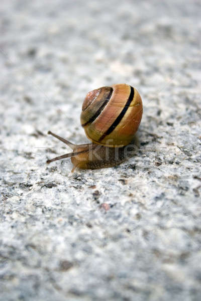 Stock photo: Sea Snail