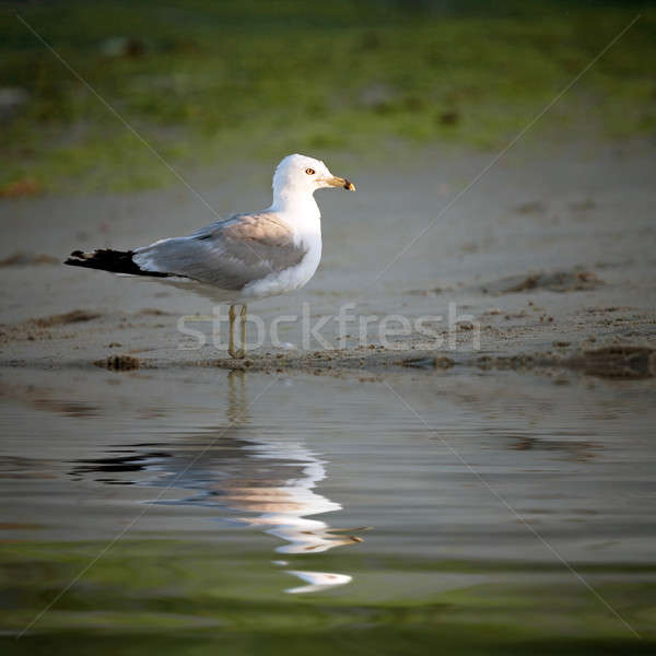 Seagull Stock photo © ArenaCreative
