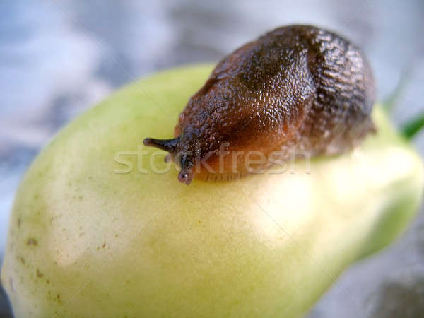 pesty slug Stock photo © ArenaCreative