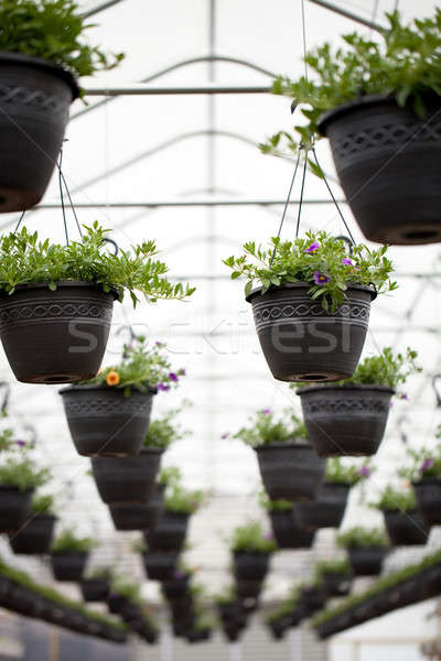 Gärtnerei hängen Blumen Gewächshaus Vielfalt farbenreich Stock foto © ArenaCreative