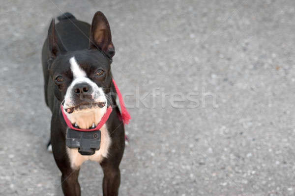 Stock photo: Curious Boston Terrier
