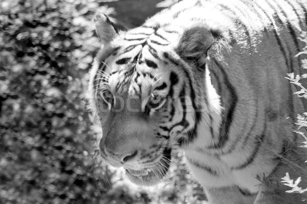 Tiger Stock photo © ArenaCreative