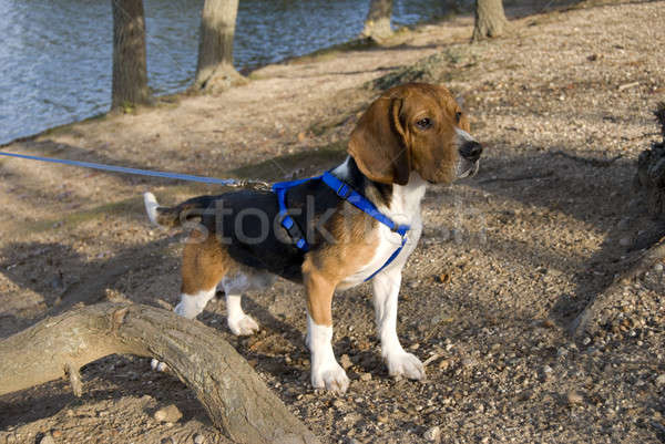 Benachrichtigung beagle jungen vor Jagd Augen Stock foto © ArenaCreative