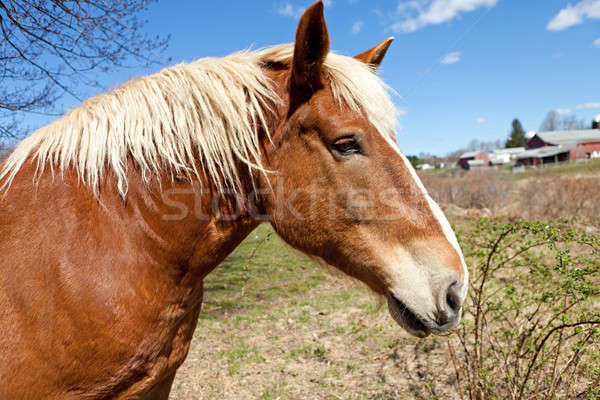 Beautiful Brown Horse Stock photo © ArenaCreative