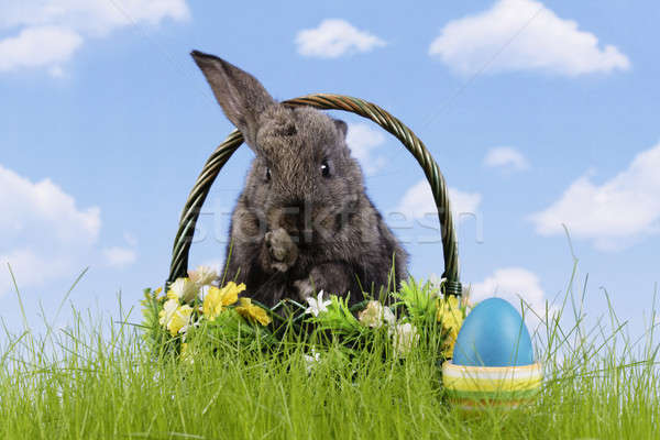 Easter-rabbit Stock photo © Ariusz