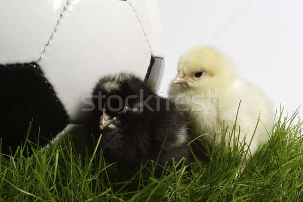 Football poulet balle herbe sport football [[stock_photo]] © Ariusz