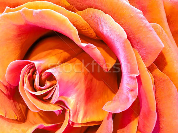 rose Stock photo © Ariusz