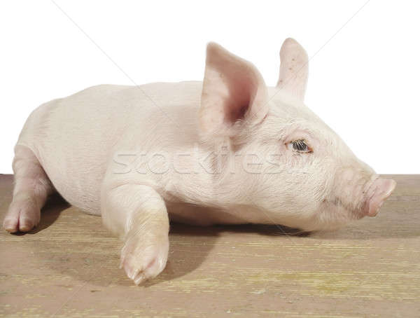 Porc famille ferme vie drôle blanche [[stock_photo]] © Ariusz