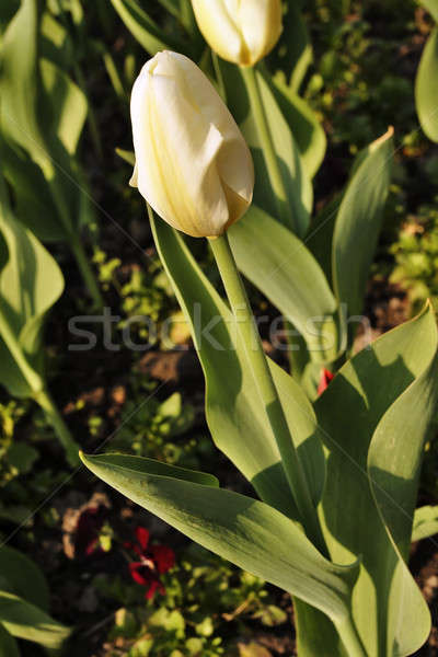 Tulip Stock photo © Ariusz