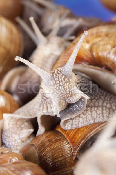 蝸牛 食用 螺旋 最好的 性質 殼 商業照片 © Ariusz