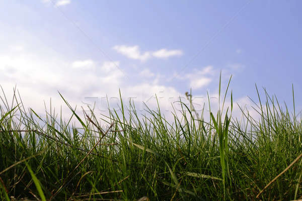 Trawy golf piłka nożna charakter lata zielone Zdjęcia stock © Ariusz