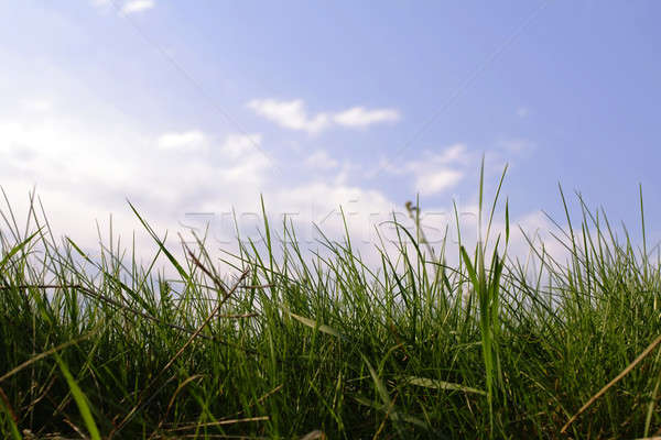 Grass Stock photo © Ariusz