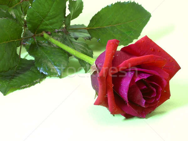 Rose Rose Red fleurs coeur art bleu [[stock_photo]] © Ariusz