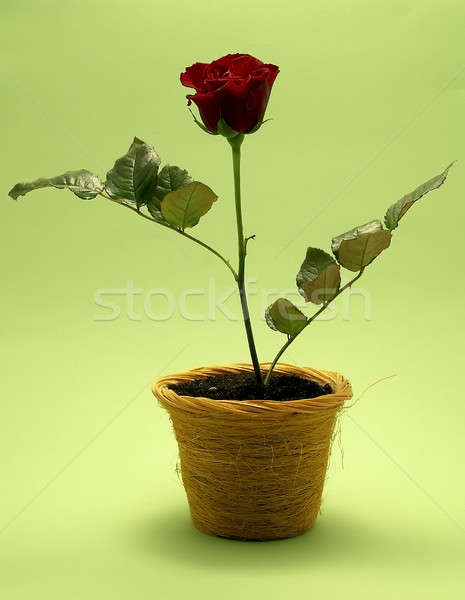 Rose pot fleurs coeur art bleu [[stock_photo]] © Ariusz